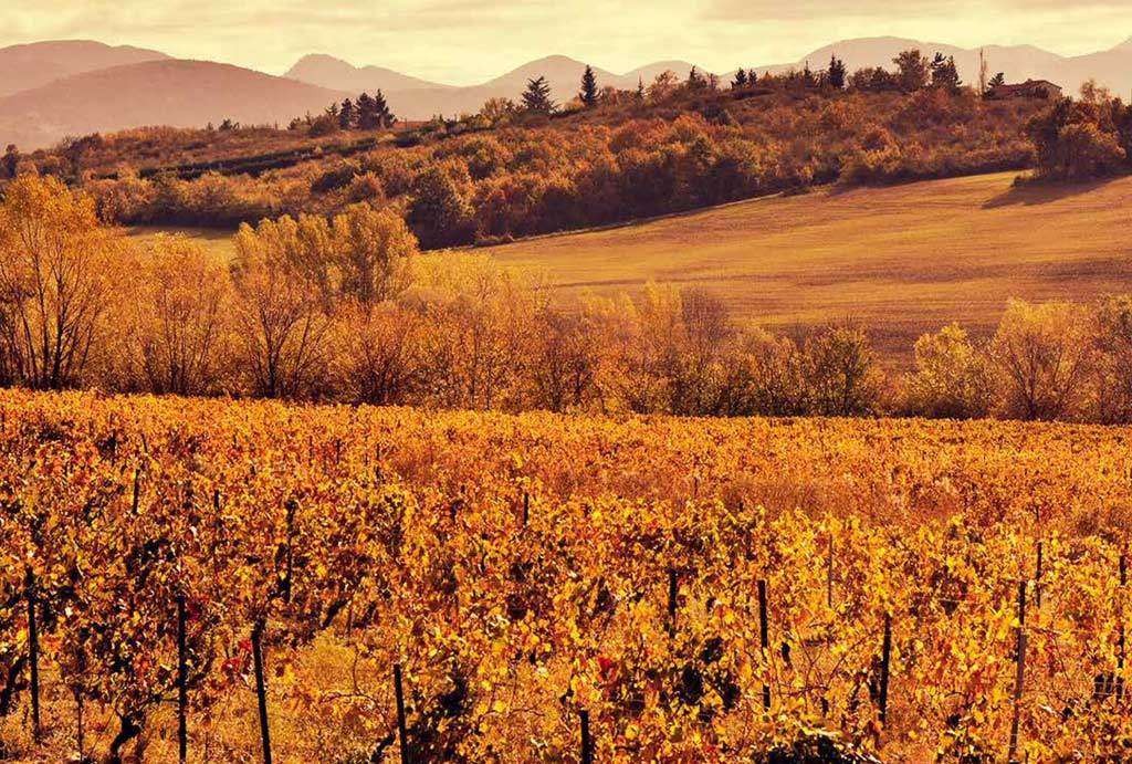 Vignoble
